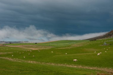 Merino koyunu, Yeni Zelanda 'da otlanıyor ve ot yiyor.
