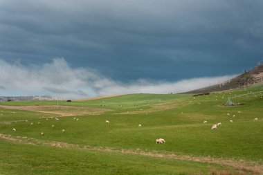Merino koyunu, Yeni Zelanda 'da otlanıyor ve ot yiyor.