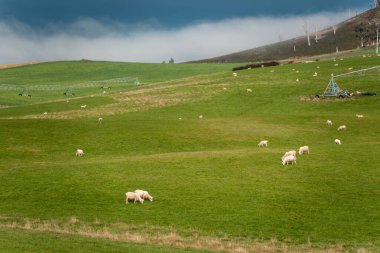 Merino koyunu, Yeni Zelanda 'da otlanıyor ve ot yiyor.