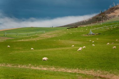 Merino koyunu, Yeni Zelanda 'da otlanıyor ve ot yiyor.