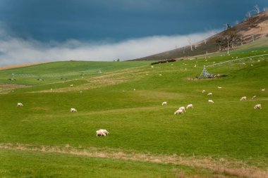 Merino koyunu, Yeni Zelanda 'da otlanıyor ve ot yiyor.