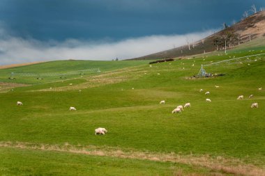 Merino koyunu, Yeni Zelanda 'da otlanıyor ve ot yiyor.