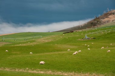 Merino koyunu, Yeni Zelanda 'da otlanıyor ve ot yiyor.