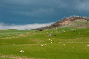 Merino koyunu, Yeni Zelanda 'da otlanıyor ve ot yiyor.