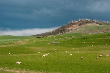 Merino koyunu, Yeni Zelanda 'da otlanıyor ve ot yiyor.