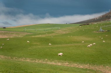 Merino koyunu, Yeni Zelanda 'da otlanıyor ve ot yiyor.