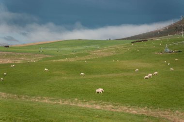 Merino koyunu, Yeni Zelanda 'da otlanıyor ve ot yiyor.