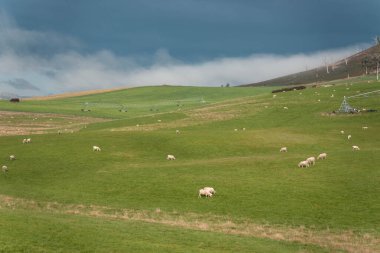 Merino koyunu, Yeni Zelanda 'da otlanıyor ve ot yiyor.