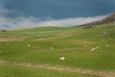 Merino koyunu, Yeni Zelanda 'da otlanıyor ve ot yiyor.