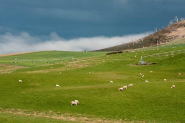 Merino koyunu, Yeni Zelanda 'da otlanıyor ve ot yiyor.