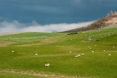 Merino koyunu, Yeni Zelanda 'da otlanıyor ve ot yiyor.