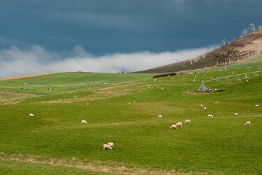 Merino koyunu, Yeni Zelanda 'da otlanıyor ve ot yiyor.