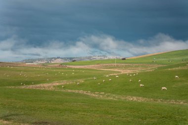 Merino koyunu, Yeni Zelanda 'da otlanıyor ve ot yiyor.