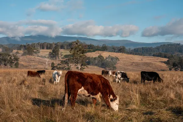 Avustralya 'daki güzel sığırlar ot yer, otlakta otlarlar. Tarımsal bir çiftlikte yetiştirilen sığır sürüsü. İlkbaharda sürdürülebilir tarım