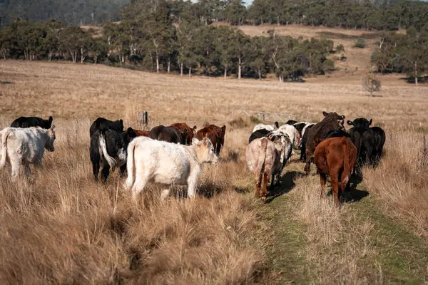 Avustralya 'daki güzel sığırlar ot yer, otlakta otlarlar. Tarımsal bir çiftlikte yetiştirilen sığır sürüsü. İlkbaharda sürdürülebilir tarım