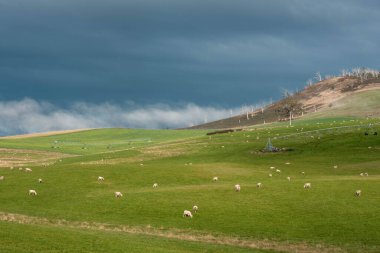 Merino koyunu, Yeni Zelanda 'da otlanıyor ve ot yiyor.