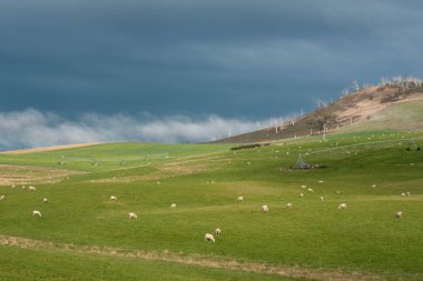 Merino koyunu, Yeni Zelanda 'da otlanıyor ve ot yiyor.