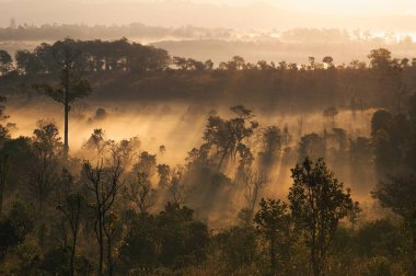 the landscape image of the savanna near the mountain overlay with the morning light