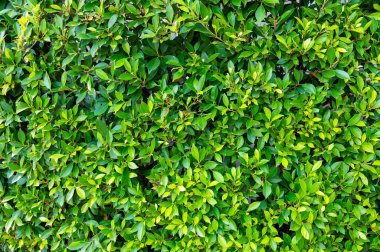 Yemyeşil yaprak dokusu arka plan, doğanın karmaşık detayları, eko-temalı tasarımlar ve canlı kavramlar için mükemmel. Büyüleyici yeşil yaprak dokusu arka plan. 