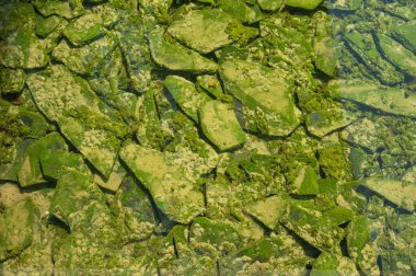 Yemyeşil yaprak dokusu arka plan, doğanın karmaşık detayları, eko-temalı tasarımlar ve canlı kavramlar için mükemmel. Büyüleyici yeşil yaprak dokusu arka plan. 