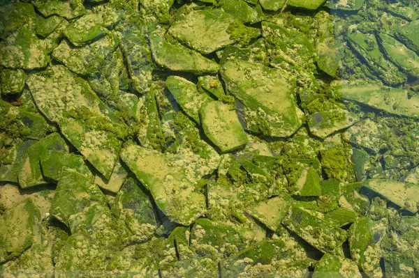 Yemyeşil yaprak dokusu arka plan, doğanın karmaşık detayları, eko-temalı tasarımlar ve canlı kavramlar için mükemmel. Büyüleyici yeşil yaprak dokusu arka plan. 