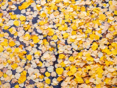 Düşen sarı sonbahar yapraklarının doğal arkaplanı.