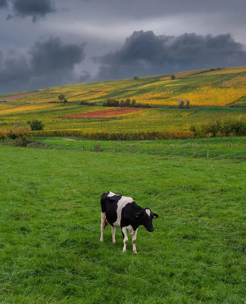 Восени Чорна Біла Корова Пасовищі Біля Виноградників Ельзасі Франція — стокове фото