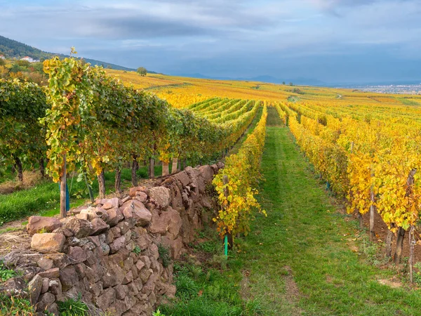 Vineyards Autumn Colors Obermorschwihr Wine Route Alsace France — Stock Photo, Image