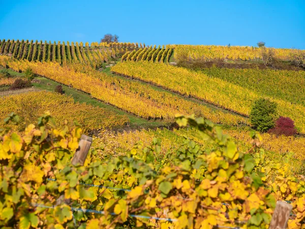 stock image Vineyards in autumn colors on the hill of Riquewihr - wine route of Alsace, France.