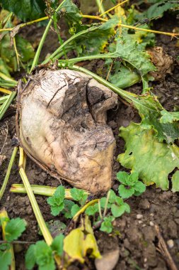 Tarladaki sebzeler haşereler tarafından ısırıldı ve zarar gördü.