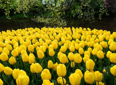 Hollanda 'daki Keukenhof parkında açan sarı laleler