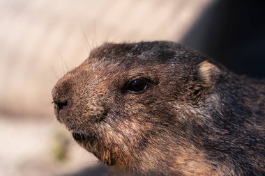 A close-up of a marmot in its natural environment