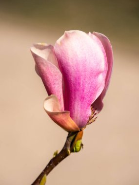 Isolated magnolia flower with natural background