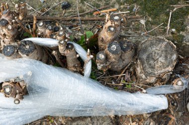 Bitkiler arasında uzanan plastik film ile doğanın kirliliği