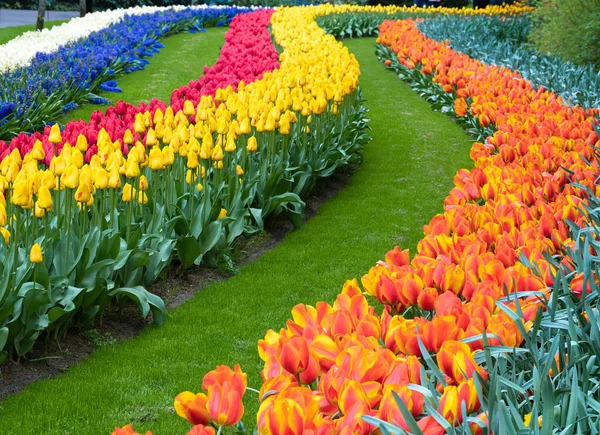 Leading lines of colorful blooming tulips in the park Keukenhof in the Netherlands