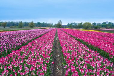 Pembe ve mor lalelerden oluşan geniş bir tarla mükemmel sıralarda, huzurlu bir gökyüzü ile çevrili. Hollanda 'da doğal bolluğun güzel bir gösterisi..