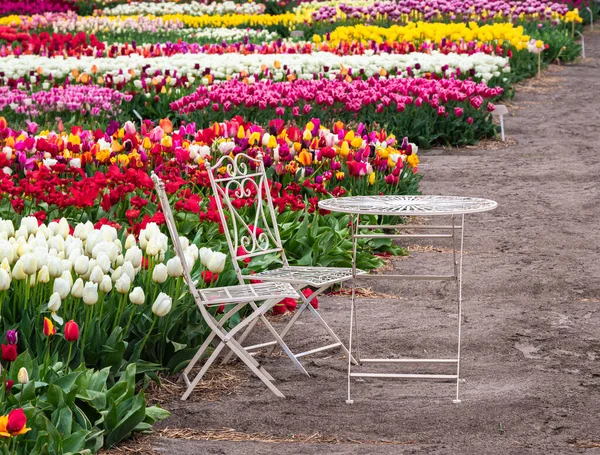 Cadeiras Metal Branco Uma Mesa Campo Tulipas Multicoloridas Florescendo Perto — Fotografia de Stock
