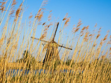 Hollanda, Hollanda Kinderdijk 'teki çimlerin arkasındaki yel değirmeni..