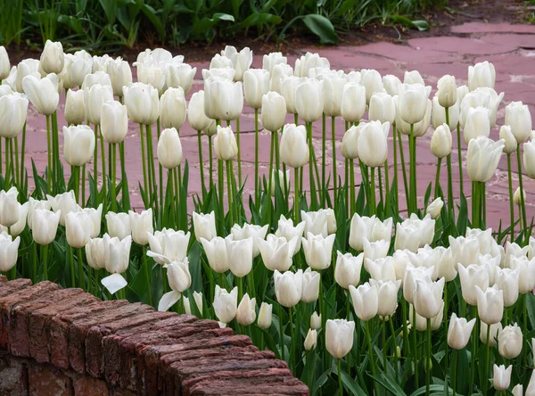 Tulipas Brancas Delicadas Florescendo Livre Uma Representação Perfeita Beleza Fragilidade — Fotografia de Stock