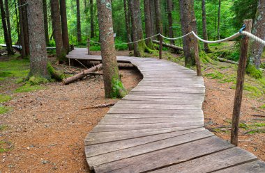 Sihirli orman yolu, Almanya 'nın Kara Orman bölgesinin Oberlehen ilçesi Bernau' daki Taubenmoo 'ların büyüleyici yüksek bozkırları boyunca 2.5 kilometre uzanır..