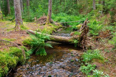 Sihirli orman yolu, Almanya 'nın Kara Orman bölgesinin Oberlehen ilçesi Bernau' daki Taubenmoo 'ların büyüleyici yüksek bozkırları boyunca 2.5 kilometre uzanır..