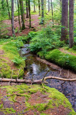 Sihirli orman yolu, Almanya 'nın Kara Orman bölgesinin Oberlehen ilçesi Bernau' daki Taubenmoo 'ların büyüleyici yüksek bozkırları boyunca 2.5 kilometre uzanır..