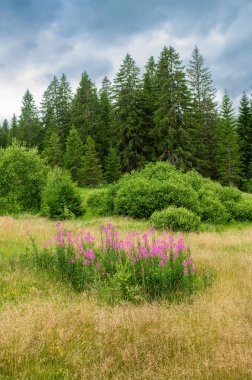 Sihirli orman yolu, Almanya 'nın Kara Orman bölgesinin Oberlehen ilçesi Bernau' daki Taubenmoo 'ların büyüleyici yüksek bozkırları boyunca 2.5 kilometre uzanır..