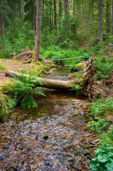 Sihirli orman yolu, Almanya 'nın Kara Orman bölgesinin Oberlehen ilçesi Bernau' daki Taubenmoo 'ların büyüleyici yüksek bozkırları boyunca 2.5 kilometre uzanır..