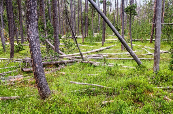 Upadłe Suche Drzewo Trunks Szwajcarskim Parku Narodowym Słynie Dziewiczej Przyrody — Zdjęcie stockowe