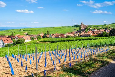 Plantation of new vines and view of Hunawihr village in Alsace, France surrounded by green vineyards in summer clipart