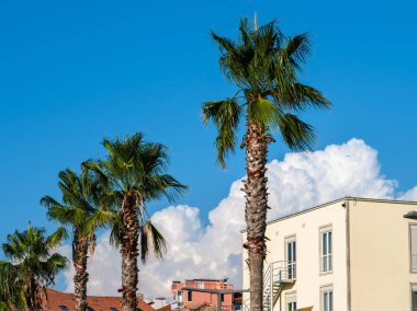 Slovenya 'nın Koper kentindeki palmiye ağaçları, muazzam bulutlar ve binaların manzarası