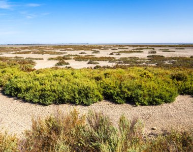 Camargue bir doğa koruma alanıdır. Fransa 'nın güneyindeki Provence' de alüvyon düzlüğü. Sonbaharda kurak bir manzaranın resmi