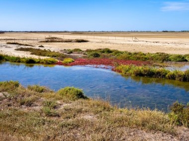 Camargue bir doğa koruma alanıdır. Fransa 'nın güneyindeki Provence' de alüvyon düzlüğü. Sonbaharda kurak bir manzaranın resmi