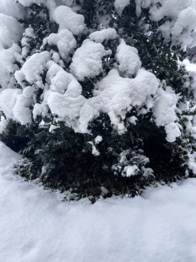 İsviçre, Zürih 'te soğuk bir kış sabahında karlı bir doğa.
